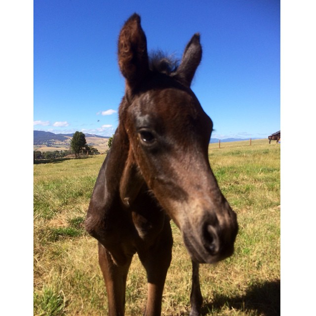 Our adorable new Furstenball colt Milo! - from Instagram